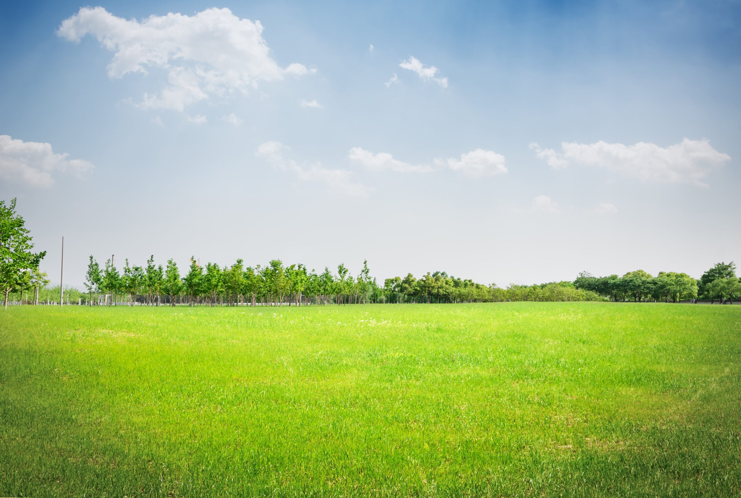 Indian Plot Land 1